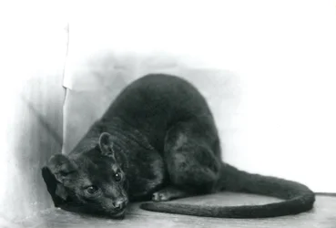 Een Fossa in de London Zoo, november 1912